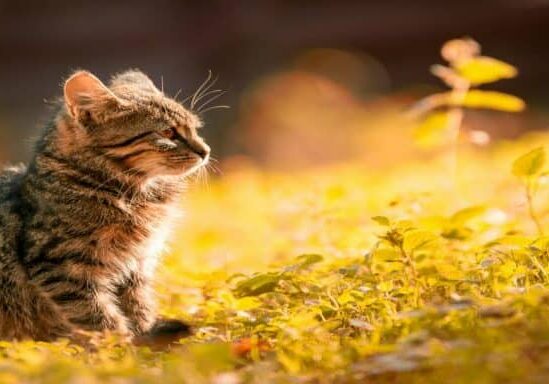 Kitten